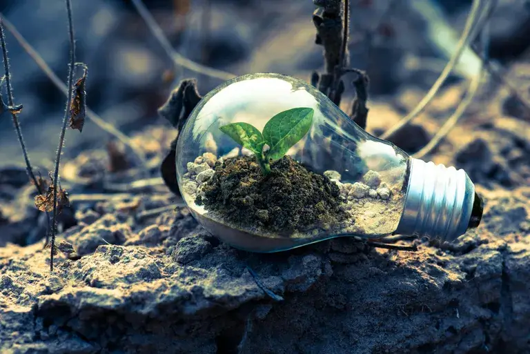 A plant blooms inside a lightbulb